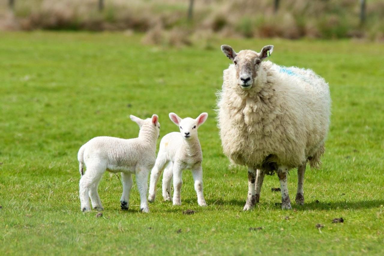 Willow House Bed & Breakfast And Orchard Studios Self Catering Limavady Eksteriør bilde